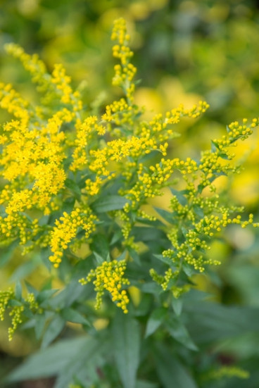 Solidago Goldkind - Guldenroede