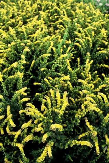 Solidago Strahlenkrone - Guldenroede