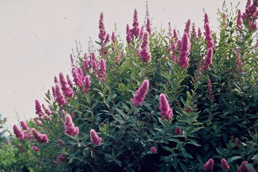 Spiraea billiardi - Spierstruik - Spirea