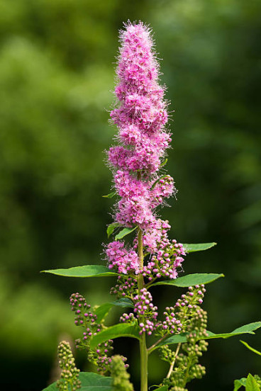 Spiraea billiardi - Spierstruik