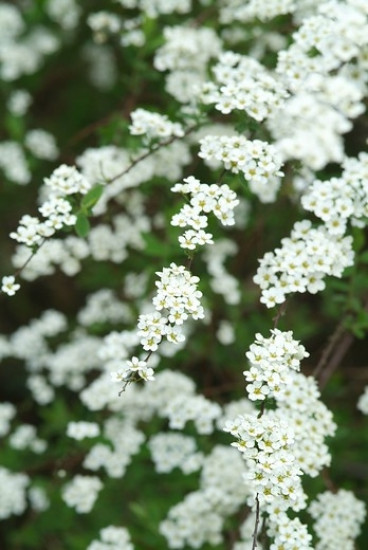 Spiraea cinera Grefsheim | Spierstruik | Spirea