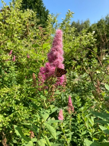 Spiraea douglasii | Spierstruik | Spirea