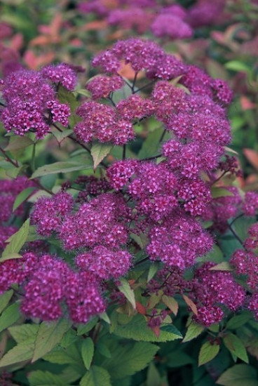 Spiraea japonica 'Goldflame' - Spierstruik - Spirea