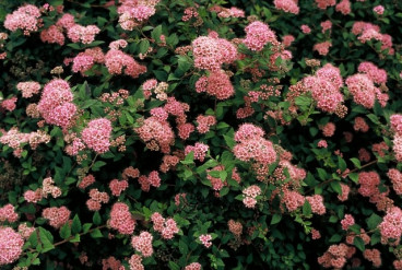 Spiraea japonica 'Nana' - Spierstruik - Spirea