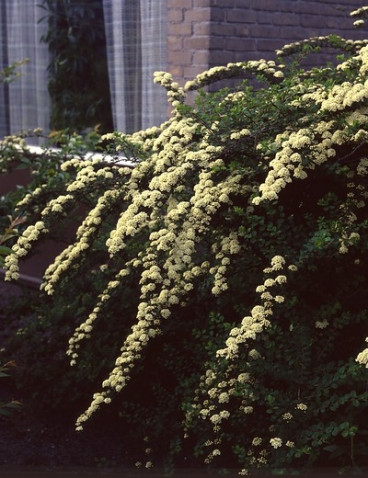 Spiraea vanhouttei - Spierstruik - Spirea