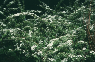 Spiraea arguta - Spierstruik - Spirea