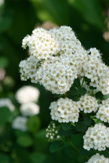 Spierstruik - Spiraea betulifolia Tor - Spirea