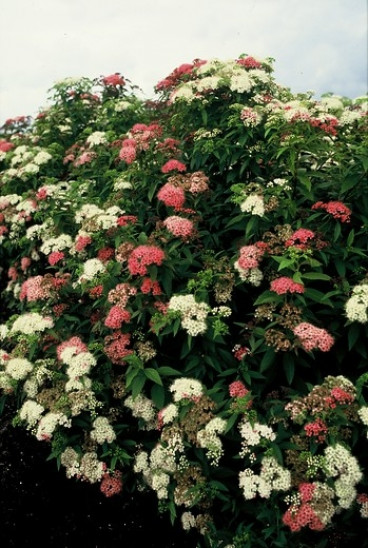 Spiraea japonica 'Genpei' - Spierstruik - Spirea