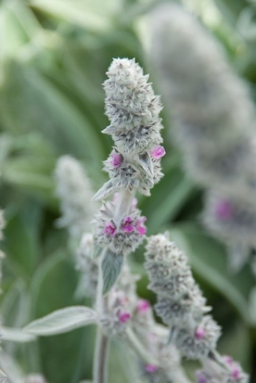 Stachys byzantina Big Ears - Ezelsoor