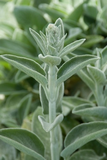 Stachys byzantina Silver Carpet - Ezelsoor