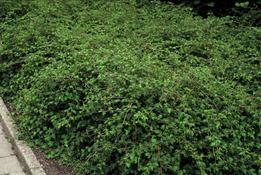 Stephanandra incisa Crispa - kransspirea
