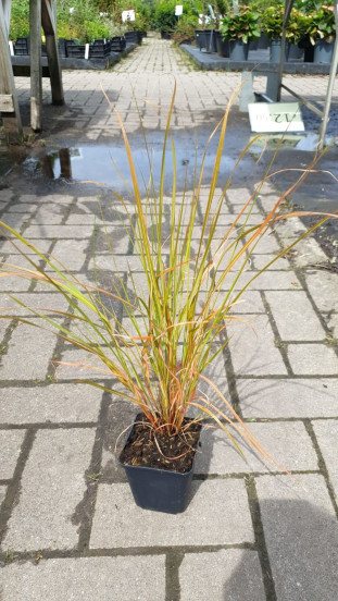 Stipa arundinacea | Vedergras