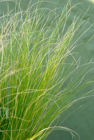 Stipa tenuissima | Vedergras