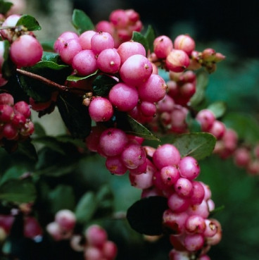 Symphoricarpos chen. 'Hancock' - Sneeuwbes