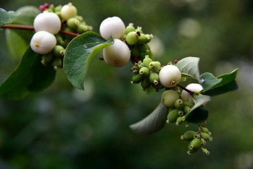 Symphoricarpos albus var. laevigatus - Sneeuwbes