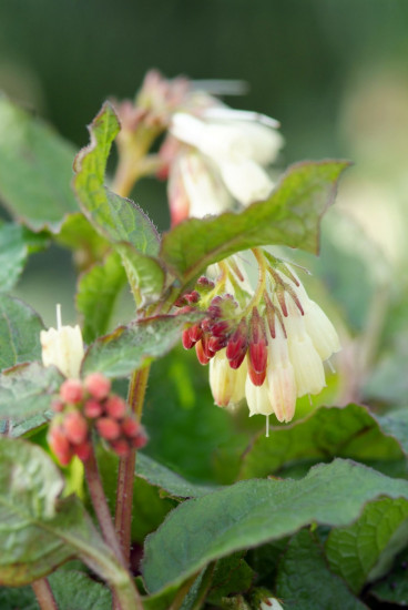 Symphytum grandiflorum - Smeerwortel