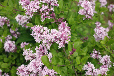 Syringa meyeri Palibin - Dwergsering