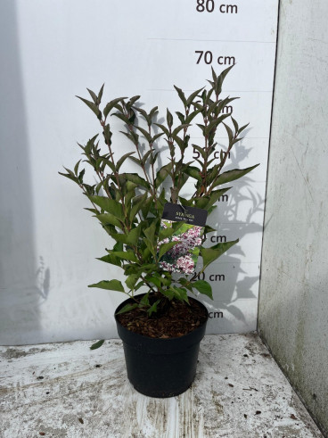 Syringa Miss Kim - Dwergsering