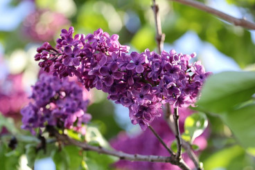 Syringa vulgaris - Sering