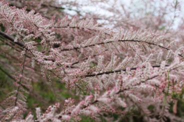 Tamarix tetranda - Tamarisk