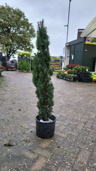 Taxus b. Fastigiata | Zuil Taxus