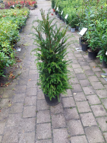 Taxus baccata- Venijnboom