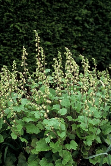 Tellima grandiflora Rubra