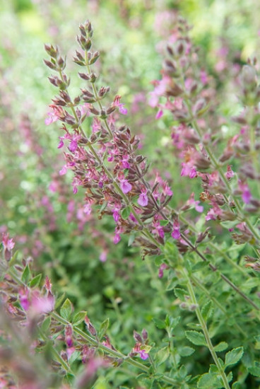 Teucrium lucidrys - Gamander