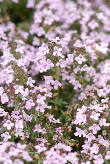 Thymus serphyllum Elfin - Tijm