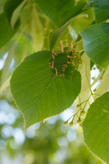 Daklinde - Tilia europea Pallida