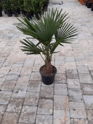 Trachycarpus fortunei - Palmboom