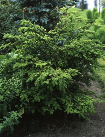 Tsuga canadensis - Hemlockspar