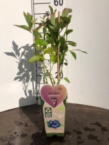 Blauwe bes - Vaccinium corymbosum Goldtraube