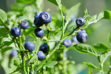 Vaccinium cor. Ama - Blauwe bes