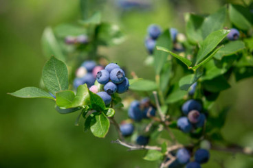 Vaccinium cor. Bluecrop - Blauwe bes