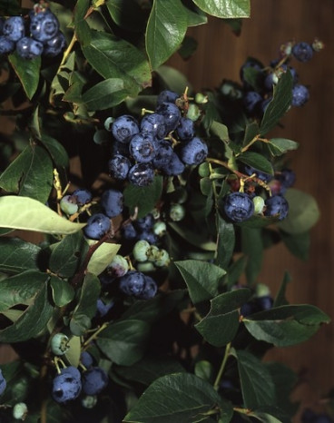 Vaccinium corymbosum Brigitta blue - Bosbes