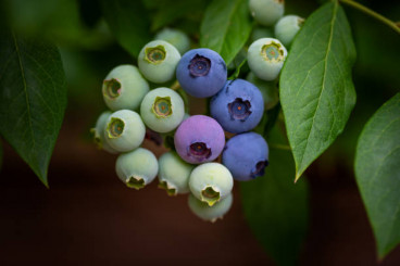 Vaccinium cor. Emblue - Blauwe bes