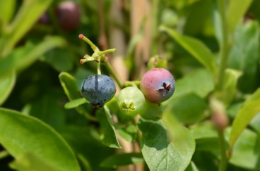 Blauwe bes - Vaccinium corymbosum Goldtraube