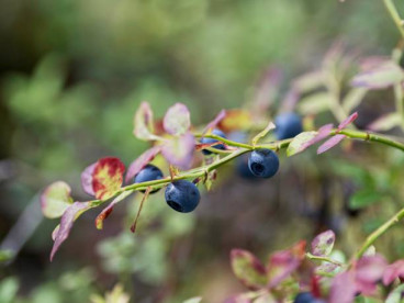 Vaccinium cor. Jersey - Blauwe bes