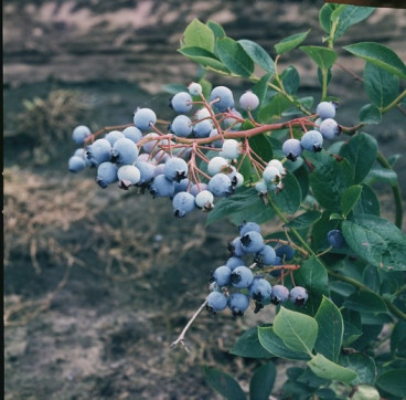 Vaccinium corymbosum Northland - Bosbes