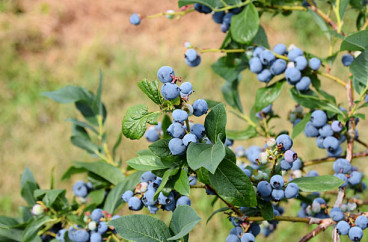 Vaccinium cor. Sunshine Blue - Blauwe bes