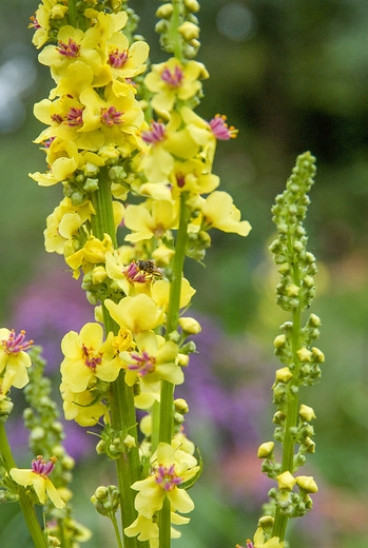 Verbascum olympicum - Toorts