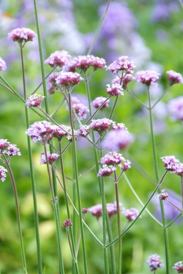 Verbena bonariensis - Ijzerhard