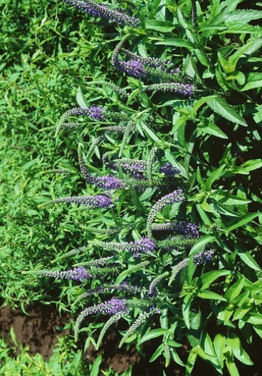 Veronica spicata Ulster Dwarf Blue - Ereprijs