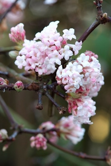 Sneeuwbal - Viburnum bodnantense 'Dawn'