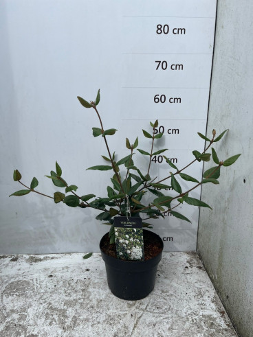Viburnum burkwoodii | Sneeuwbal