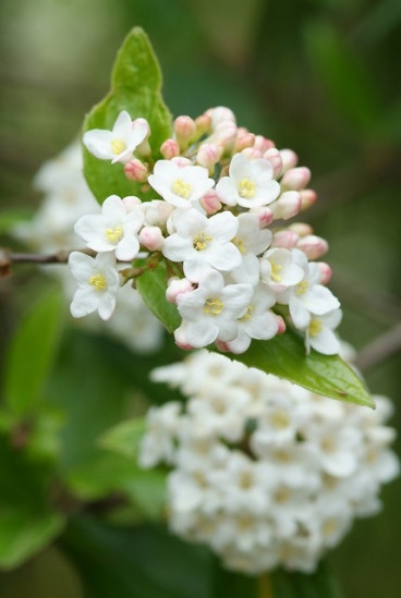 Viburnum burkwoodii | Sneeuwbal