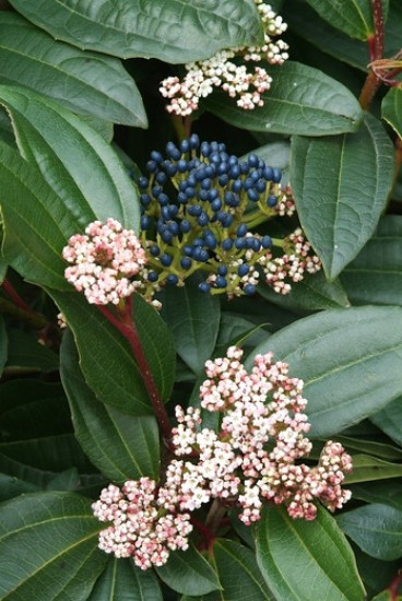 Viburnum davidii - Sneeuwbal