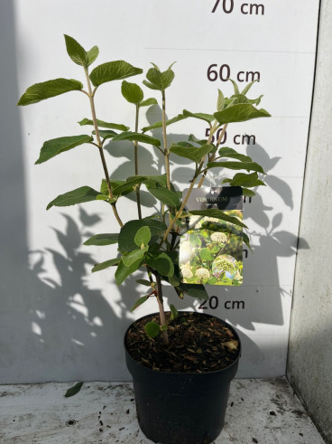 Viburnum lantana - Sneeuwbal