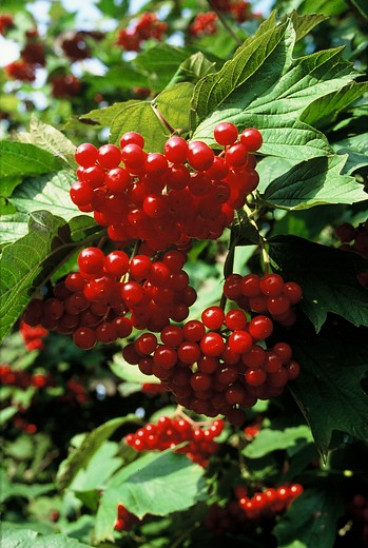 Viburnum opulus - Gelderse roos